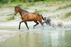 Pferde-Wassershooting 2017